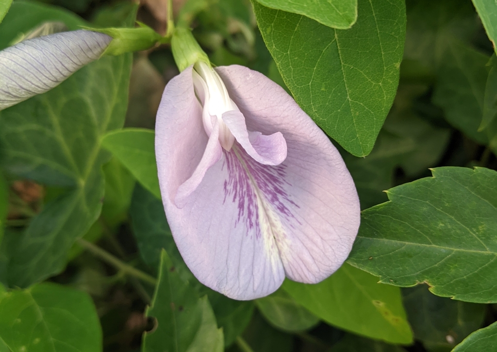 Clitoria mariana (Clitoria mariana)