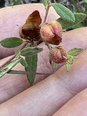 Crocanthemum dumosum