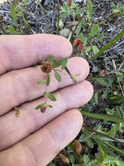 Crocanthemum dumosum