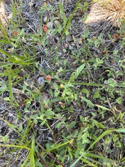 Crocanthemum dumosum