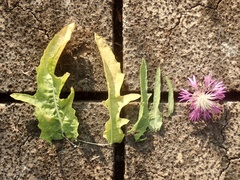 Centaurea diluta