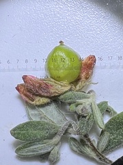 Crocanthemum dumosum