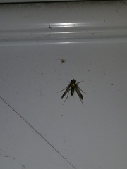 Condylostylus comatus