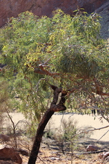 Corymbia opaca