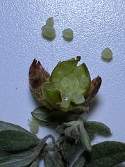 Crocanthemum dumosum