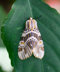 Isia intricata