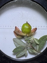 Crocanthemum dumosum