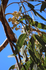 Corymbia opaca