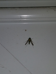 Condylostylus comatus