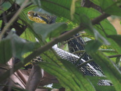 Boiga cynodon