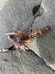 Alpheus novaezealandiae