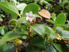 Elytropus chilensis