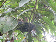 Boiga cynodon