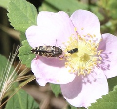 Acmaeodera hepburnii