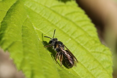 Andrena alleghaniensis