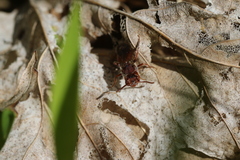 Nomada australis