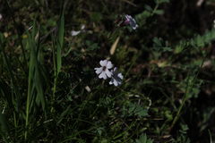 Ourisia breviflora