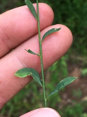 Linum virginianum