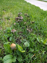Micacei