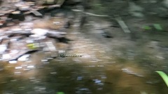 Cordulegaster obliqua