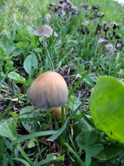 Micacei