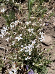 Phlox stansburyi