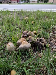 Micacei