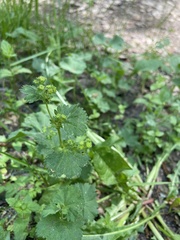 Alchemilla subcrenata