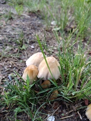 Micacei