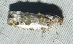 Proteoteras naracana