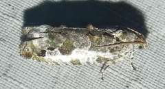 Proteoteras naracana