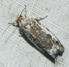 Proteoteras naracana