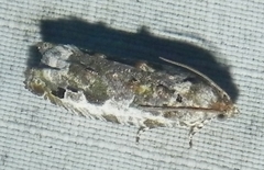 Proteoteras naracana