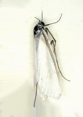 Tipanaea patulella