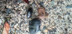 Blapstinus discolor