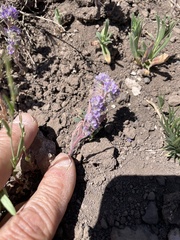 Phacelia humilis