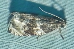 Olethreutes appendiceum