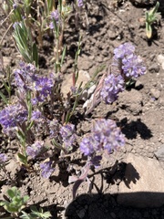 Phacelia humilis
