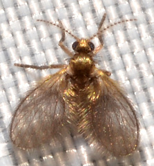 Trichomyia