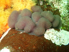 Eudistoma purpuropunctatum