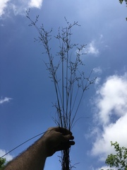 Juncus anthelatus