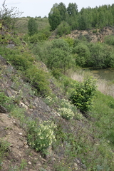 Onosma simplicissima