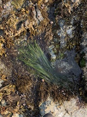 Zostera japonica