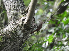 Lepidocolaptes souleyetii lineaticeps