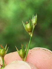 Juncus anthelatus