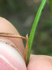 Juncus anthelatus