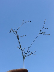 Juncus anthelatus
