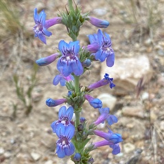 Penstemon mucronatus