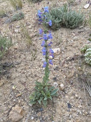 Penstemon mucronatus