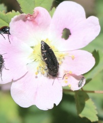 Acmaeodera connexa